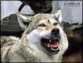 wolf